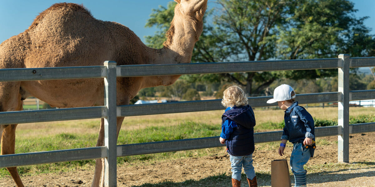 Scenic Rim Camel Farm