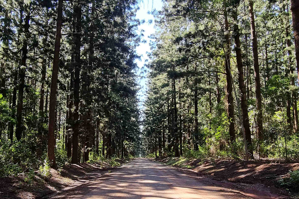 Yarraman